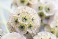 Detail of Scabiosa stellata 'PingPong' on a slate surface