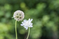 Scabiosa stellata 'PingPong' flower and seed head 