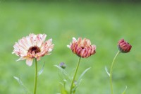 Stages of a flowering Calendula 'Sunset Buff'