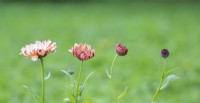 Stages of a flowering Calendula 'Sunset Buff'