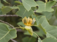 Liriodendron chinense - Chinese tulip tree