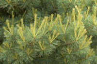 Pinus strobus 'Minuta'