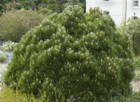 Pinus heldreichii 'Smidtii' syn. Pinus leucodermis 'Schmidtii' - Bosnian pine