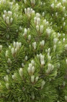 Pinus heldreichii 'Smidtii' syn. Pinus leucodermis 'Schmidtii' - Bosnian pine