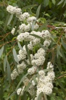 Eucalyptus gregsoniana - Wolgan snow gum
