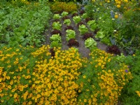 Marigolds as a white fly deterrent in vegetable garden with lettuces