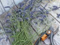 Cut and dry lavender flowers