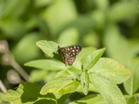 Speckled wood butterfly resting on foliage
 - Pararge aegeria