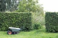 Wheelbarrow in front of clipped mixed hedge entrance.