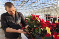 Man showing roots of Poinsettia, part of trial on a commercial nursery.