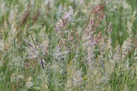 Mixed meadow grasses flowering in a Sussex field in summer - July