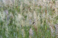 Alopecurus pratensis, meadow foxtail grass flowering in a Sussex field in summer - July