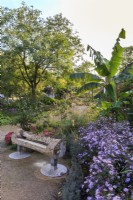 View of the garden looking south, featuring a bench made from a tree trunk, purple asters, Aster novae-angliae, lavender edging, grass Stipa gigantea, and a banana, Musa basjoo in the foreground.