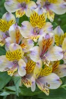Alstroemeria 'Walter Fleming' - Peruvian lily flowering in summer - July