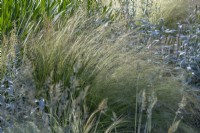 Nassella tenuissima, synonym Stipa, Texas needle grass flowering in a summer border - June
