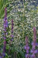 Heuchera 'White Spires' flowering in summer - June