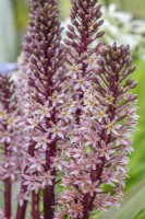 Eucomis comosa 'Sparkling Burgundy' - pineapple lily flowering in summer - August