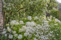 Hydrangea arborescens 'Annabelle' flowering in white themed summer border - August