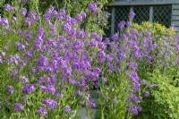 Hesperis matronalis - Dames Rocket in a cottage garden border - June