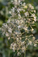 Silene 'Confetti' flowering in summer - July