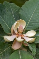Magnolia delavayi flowering in summer - August