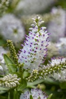 Hebe salicifolia - koromiko flowering in summer - July