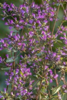 Origanum laevigatum 'Herrenhausen' - oregano flowering in summer - July