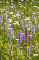 Dactylorhiza fuchsii - Common Spotted Orchids in a meadow with yellow rattle and ox-eye daisies - June