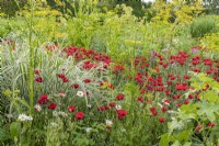 Papaver commutatum 'Ladybird' in a cottage garden border - poppy - June