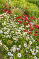 Leucanthemum vulgare - Ox-eye Daisies in a cottage garden border with poppies - June