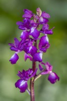 Anacamptis laxiflora - loose flowered orchid in June 