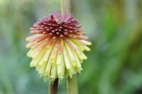 Kniphofia rooperi, Cape Town, South Africa