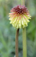 Kniphofia rooperi, Cape Town, South Africa