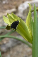 Iris tuberosa syn. Hermodactylus tuberosus - snake's head iris