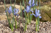 Iris reticulata 'Cantab'