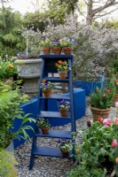 Painted blue ladder in small garden decorated with viola in pots