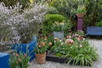 Small London garden in spring with tulip collection - Tulipa 'Weber's Parrot' , 'Queen of the Night' and 'Helmar' 