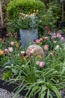 Raised bed with colourful mixed Tulips, rhubarb forcer and galvanised container