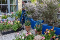 Small London garden in spring with tulip collection - with contemporary blue raised beds and flowering shrubs