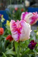 Tulipa 'Weber's Parrot'
