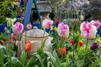 Tulipa 'Weber's Parrot', tulip 'Hermitage'