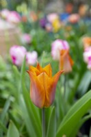 Tulipa 'Request'