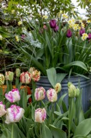 Spring suburban border with colourful tulips - Tulipa 'Weber's Parrot'