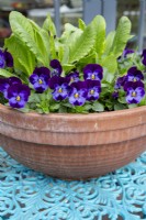 Viola 'Blue Jeans' in terracota container on decoarative garden table