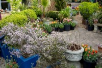 Small garden with Tulips in containers and contemporary blue painted raised beds with Erica arborea