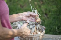 Cutting the roots off of the bottom of the Shallots