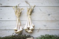 Garlic hung up to dry