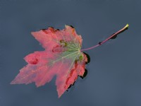 Red Maple Acer Rubrum leaf  floating in garden pond in autumn