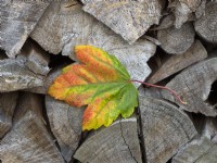 Red Maple Acer Rubrum leaf on cut log pile