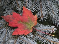 Red Maple Acer Rubrum leaf  on blue fir in autumn